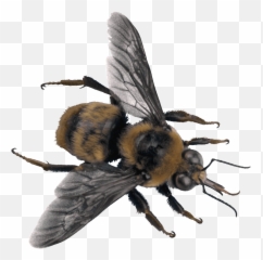 Download Bee Top - Bee On Transparent Background Png Image High Resolution Bee Transparent Background,Bee Transparent Background