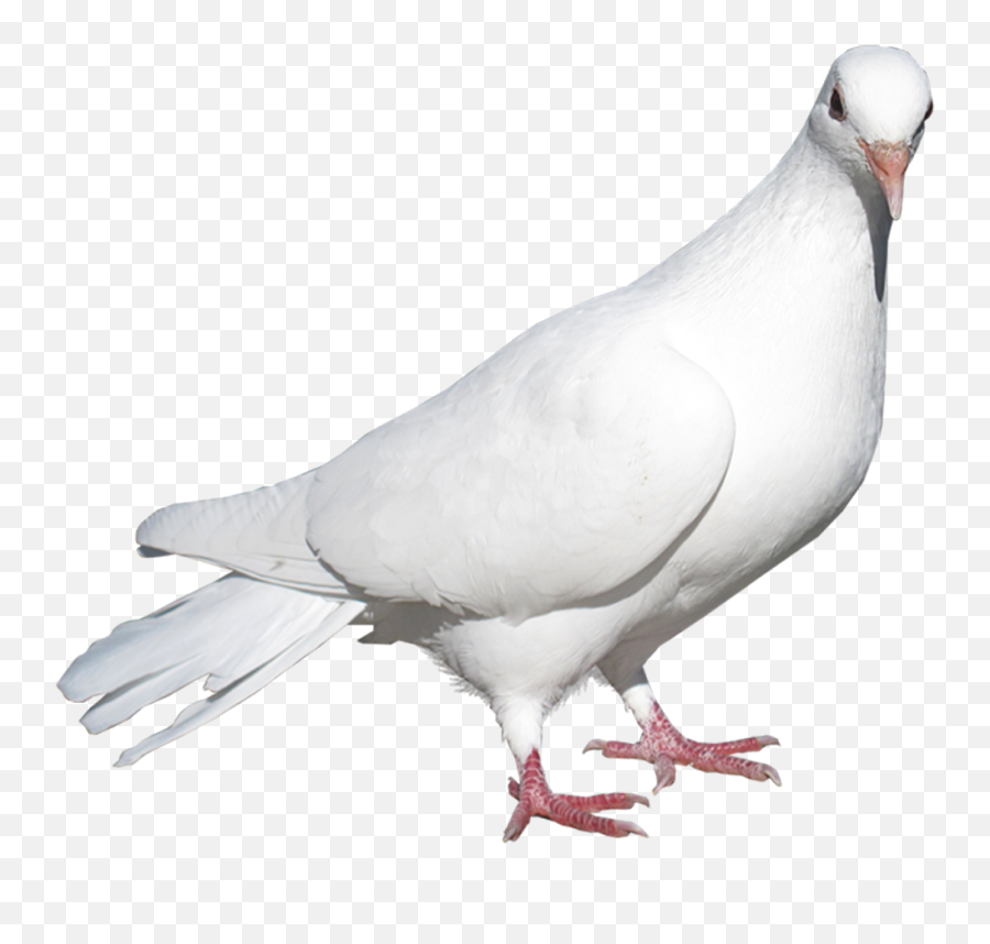 Pigeon Editing Background Png Download - Rock Dove,Pigeon Png