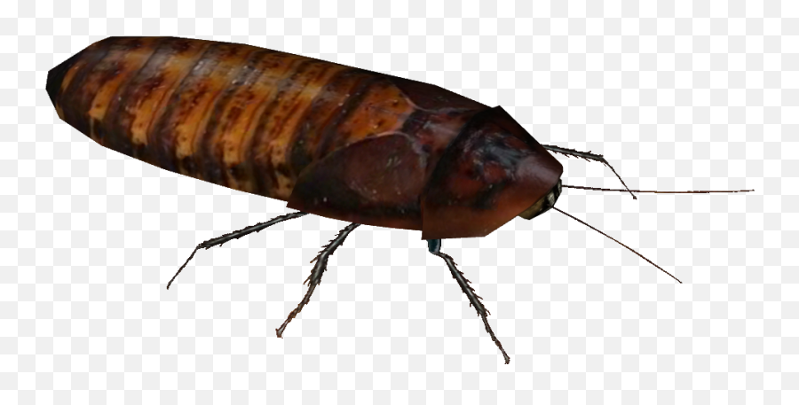 Dubia Roach - Madagascar Hissing Cockroach Transparent Png,Roach Png