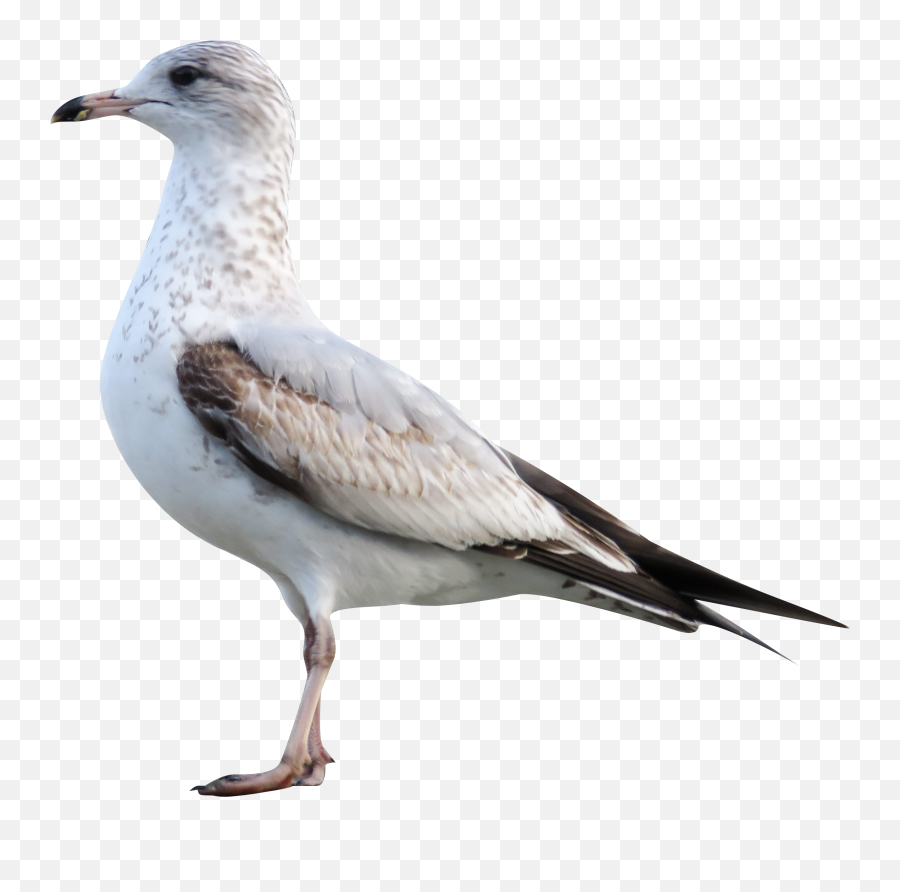 White Sea Gull Transparent Background - European Herring Gull Png,Dove Transparent Background