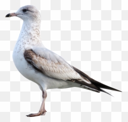 White Sea Gull Transparent Background - European Herring png