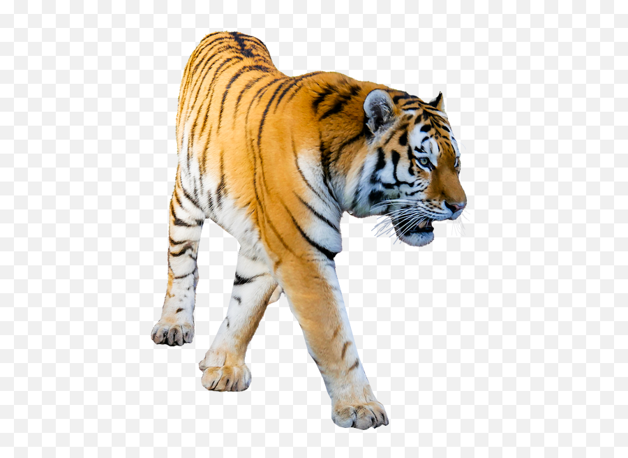 Transparent Background Image Png Format - Transparent Background Png Format,Tiger Png