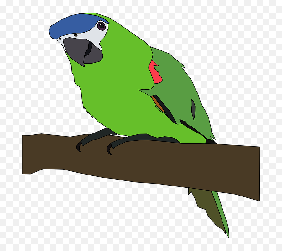 Parrot Bird Nature - Free Vector Graphic On Pixabay Parrot Clip Art Png,Parakeet Png