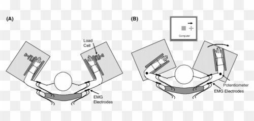 The Setup For A Measuring Muscle Strength Of Biceps And - Measuring Strength Of Biceps Png,Bicep Png