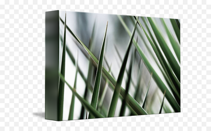 Yucca Plant Abstract Of Thin Png