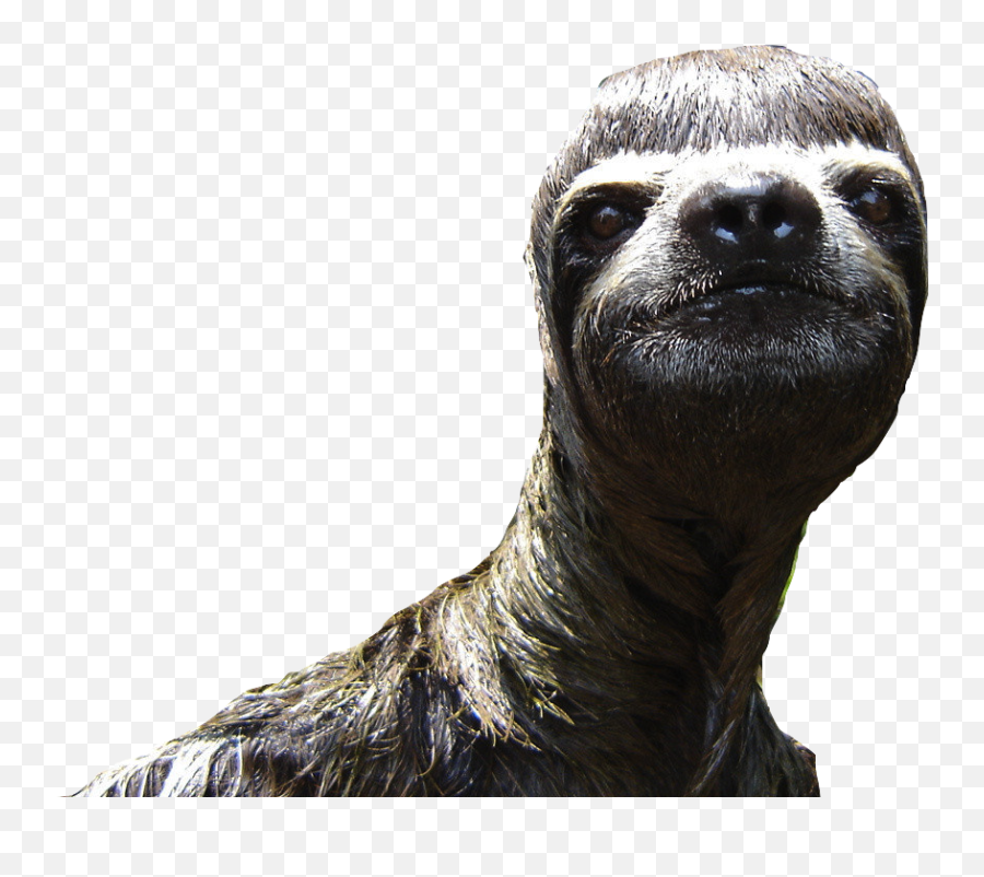 Sloth Animal Desktop Wallpaper - Your Opinion Is Not Valid Png,Sloth Transparent