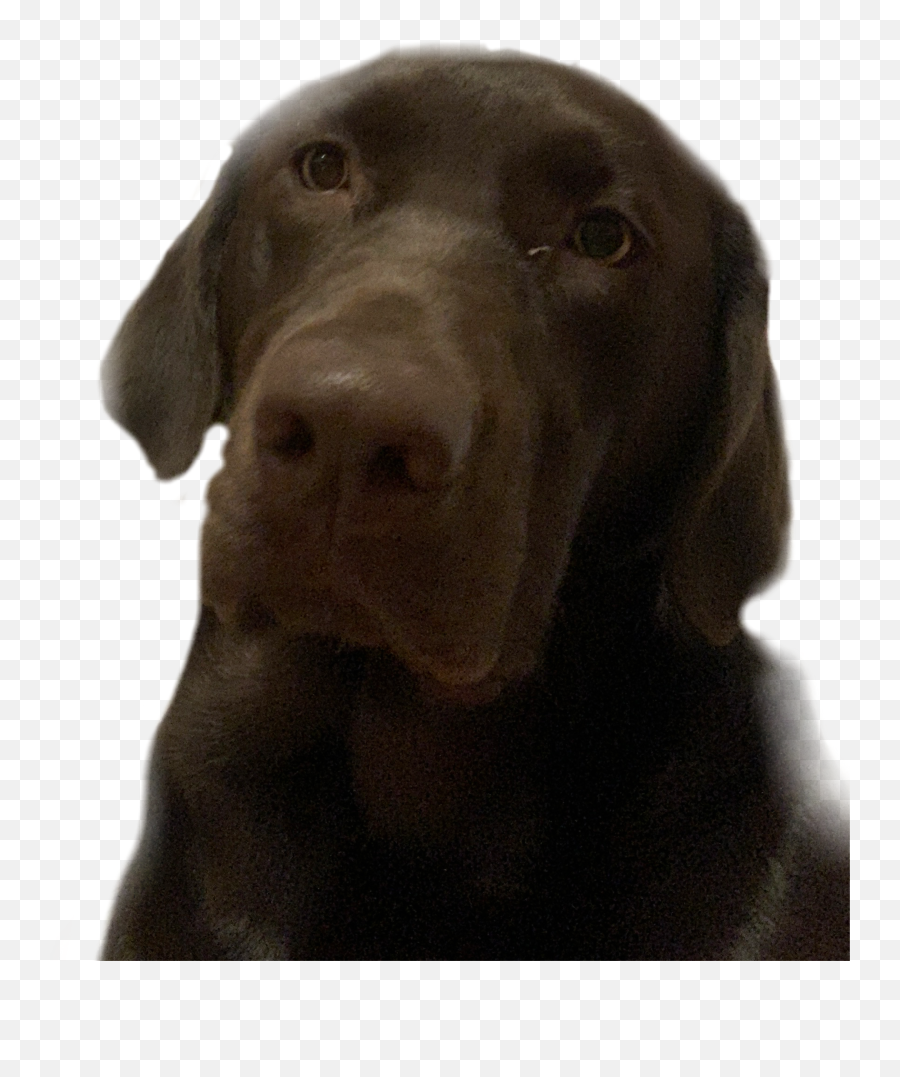 Dog Cute Puppy Funny Chubby Freetoedit Sticker By Mamon - Labrador Retriever Png,Cute Puppy Png
