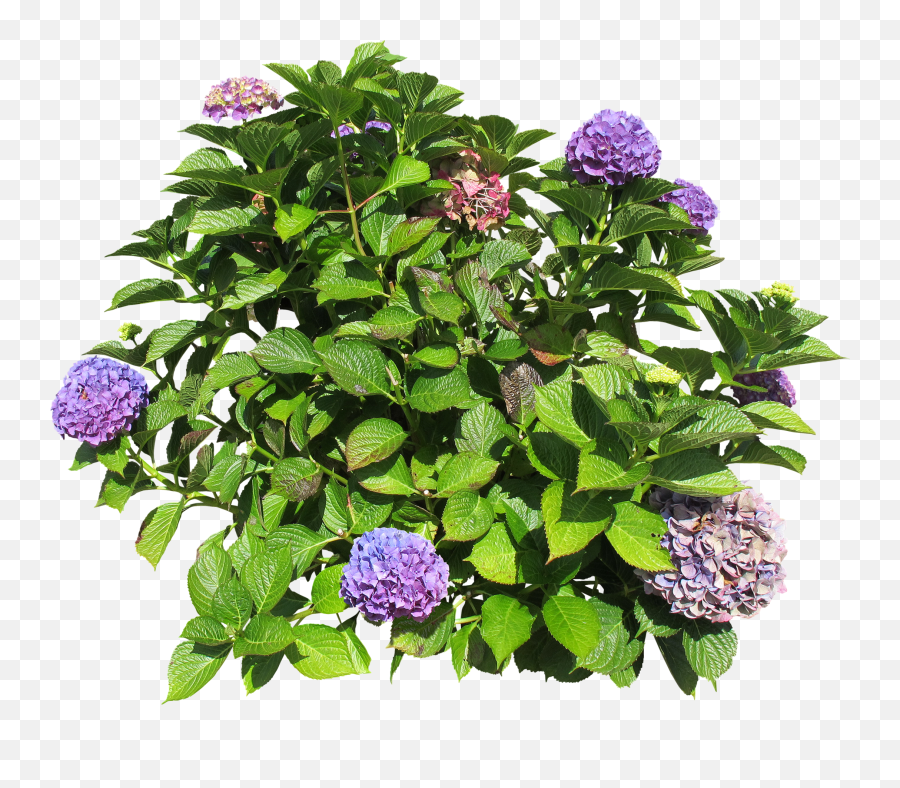 Florists Png And Vectors For Free - Hydrangea Bush Png,Hydrangea Png