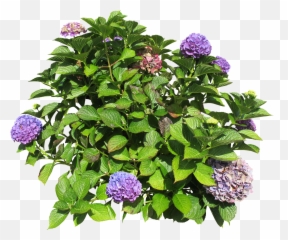 Florists Png And Vectors For Free - Hydrangea Bush Png,Hydrangea Png
