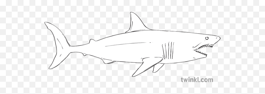 Great White Shark Sea Ocean Animal Finlay Pringle Rapid - Tiger Shark Png,Great White Shark Png