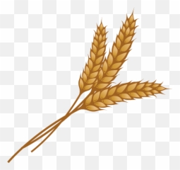Grain Png Image - Transparent Clipart Wheat
