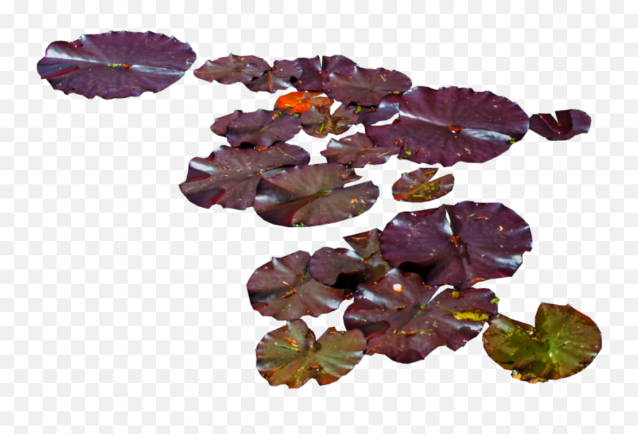 Download Water Lily Png - Purple Leaves Water Lilies,Water Lily Png