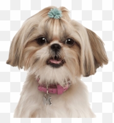 Shih Tzu Puppy Png Photos - Shih Tzu Dog Png,Puppy Png
