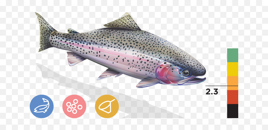 Download Eagle Lake Rainbow Trout Png Image With No - Coastal Cutthroat Trout,Trout Png