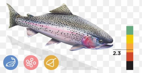 Download Eagle Lake Rainbow Trout Png Image With No - Coastal Cutthroat Trout,Trout Png