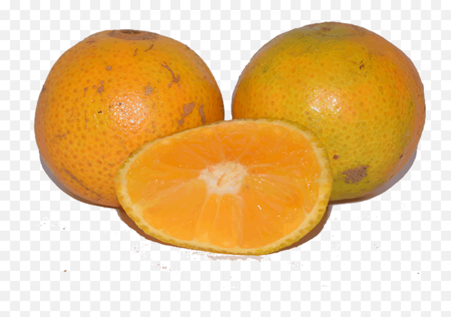 Sweet Pixie Oranges - Valencia Orange Png,Oranges Png