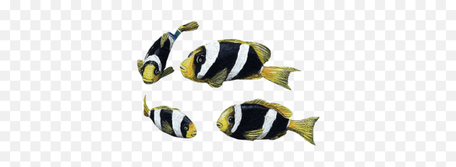 Clownfish Yellowtail - Pomacentridae Png,Clownfish Png