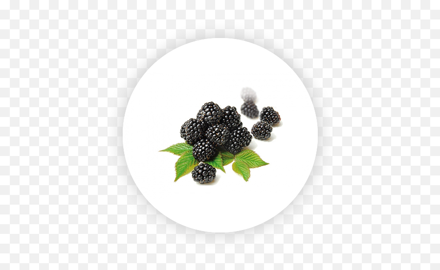 Fresh U0026 Frozen Berries Mushrooms - Blackberry Png,Blackberries Png