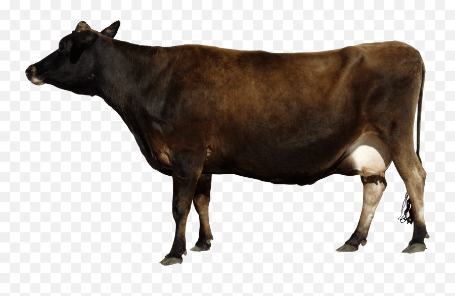 Download Cow Png Images Background - Indian Cow Png,Cattle Png