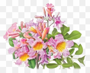 Download Pau Du0027arco Herbal Supplement - Alvita Wildcrafted Pau D Arco Tea Png,Arco Png