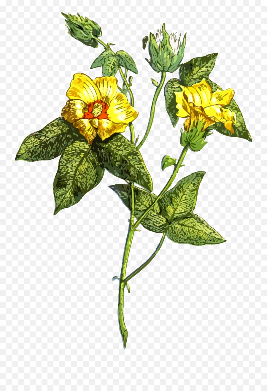 Graphic Image Of A Green Plant With - Plants Png,Green And Yellow Flower Logo