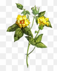 Graphic Image Of A Green Plant With - Plants png