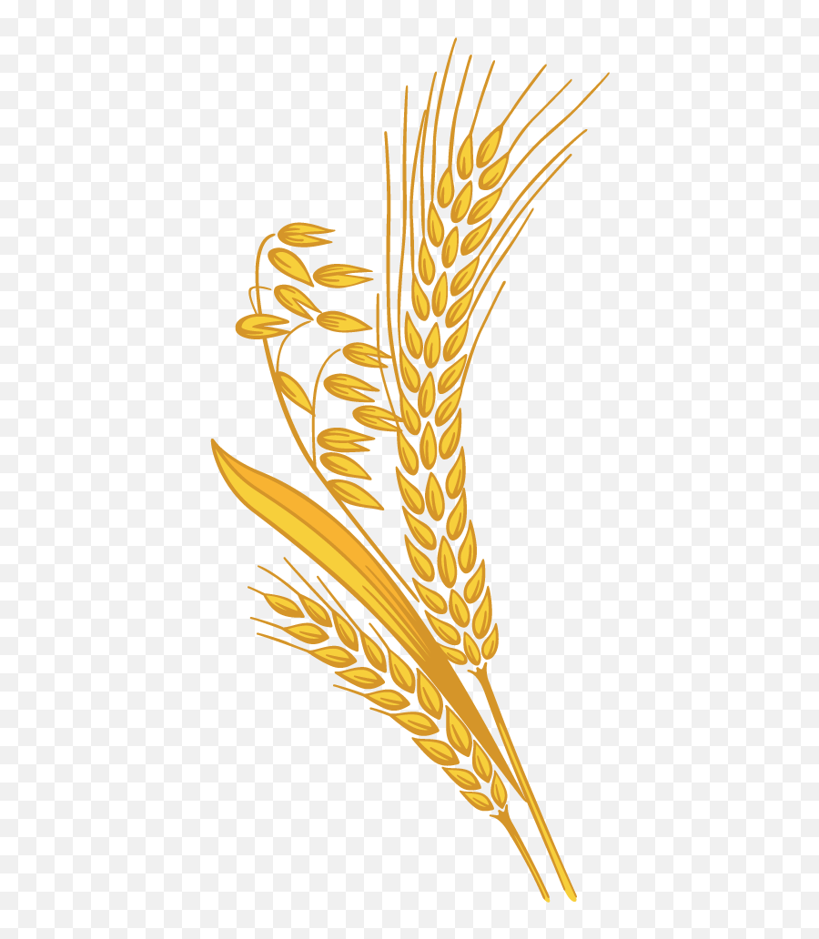 Grain Png 2 Image - Transparent Wheat Clipart Png,Grains Png