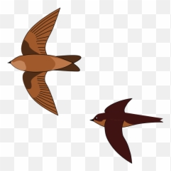 Aerodramus - Wikipedia Swiftlet Bird Nest Png,Nest Png