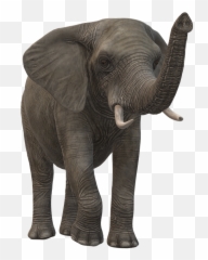 Elephant Icon - Animal Figure png