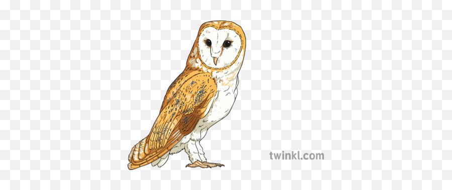 Barn Owl Birds Animals Usa Ks2 - Soft Png,Barn Owl Icon