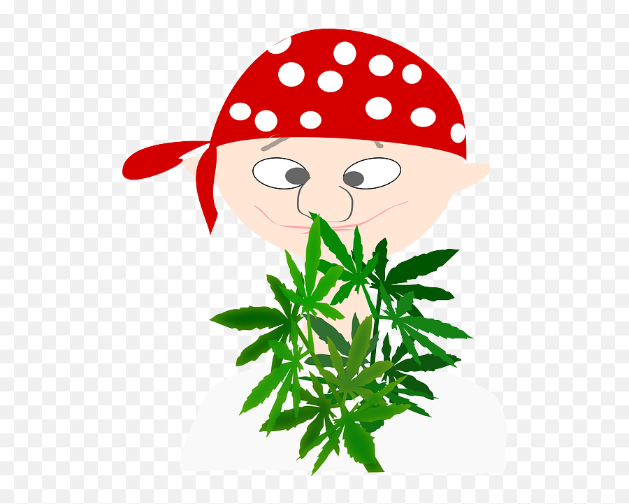 Pirate Boy Avatar Cannabis Euphoria Marijuana - Free Vector Nuove Immagini Marijuana Png,Euphoria Icon