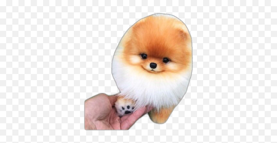 Puppy Dogs Dog Png Pomeranian Pomeranianpuppy Paws Free - Cute And Amazing Dogs,Dogs Png