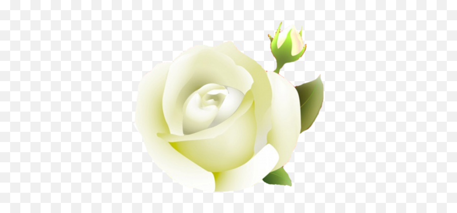 White Rose Png Clipart