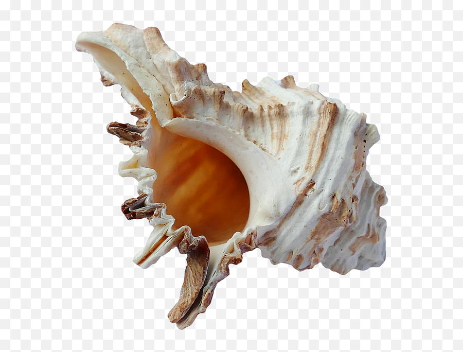 Picture - Sea Shell Png Aesthetic,Sea Shell Png