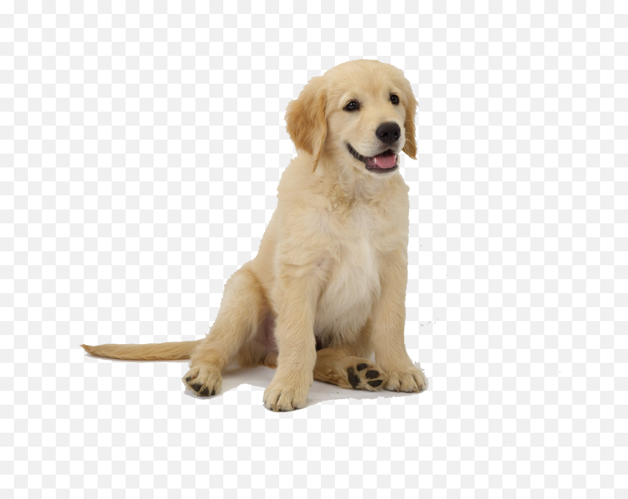 Golden Retriever Puppy Png Picture 2032706 - Golden Retriever Labrador German Shepherd,Transparent Puppy