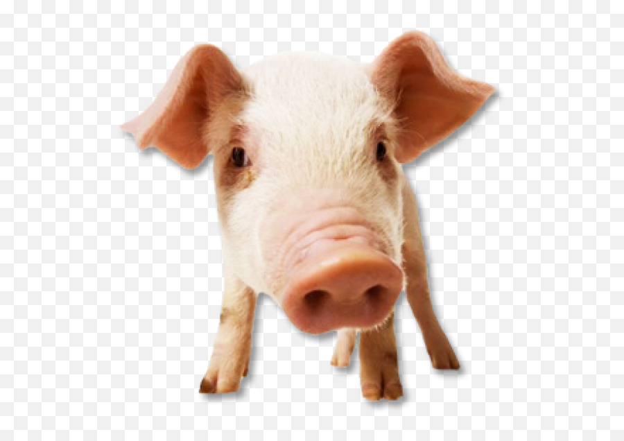 Pig Png Free Download 19 - Pigs Face,Pig Png
