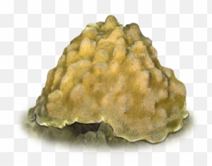 Boulder Star Coral Noaa Fisheries - Boulder Star Coral Png,Boulder Png