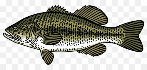 Png Black Bass Fishing Rod Transparent U0026 Clipart Free - Largemouth Bass,Bass Fish Png