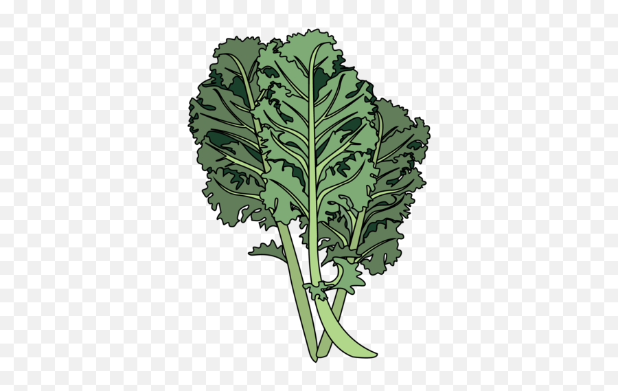 Download Hd Kale - Mustard Greens Png,Kale Png