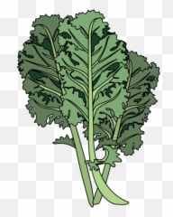 Download Hd Kale - Mustard Greens Png,Kale Png