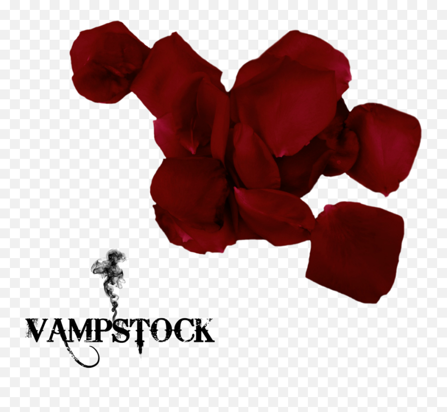 Download Hd Red Black Rose Petals Png - Single Rose Petals Png,Rose Petals Png