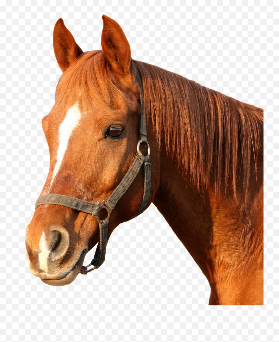 Horse Clipart Hd Png - 16988 Transparentpng Head Horse Png,Horse Clipart Png
