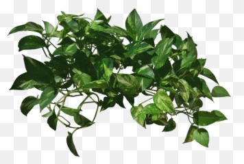 Download Go To Image - Vine Png PNG with No Background Real Transparent