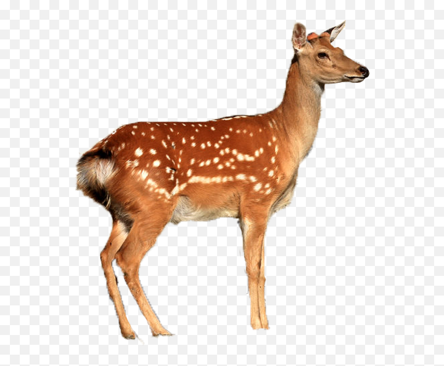 Deer Png Images - Whote Tailed Deer Png,Deer Png