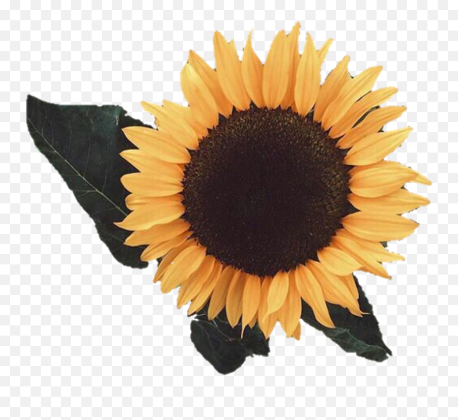 Aesthetic Sunflower Png Image - Transparent Yellow Aesthetic Png,Sun Flower Png