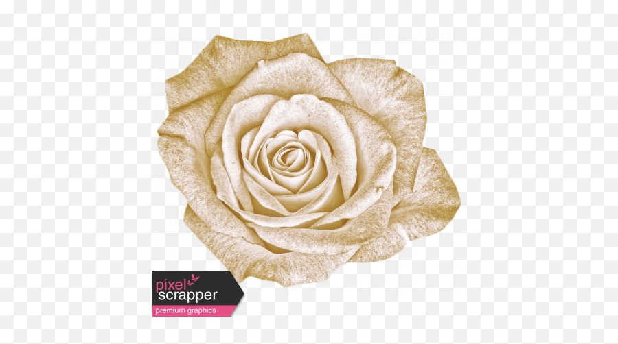 Vintage - November Blogtrain White Rose Graphic By Sheila Wedding Png,White Roses Png