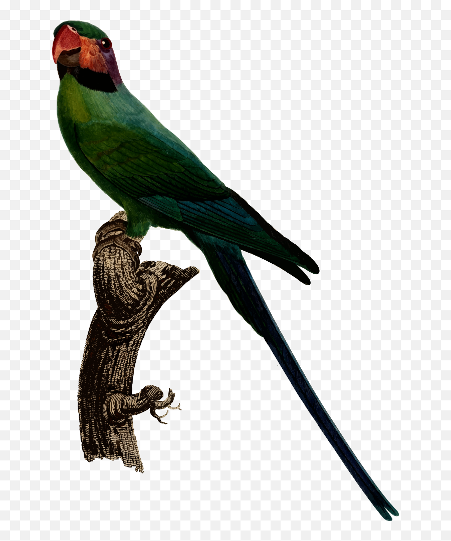 Parrot - Parakeet Clipart Full Size Clipart 2001691 Perico Cola Larga Png,Parakeet Png