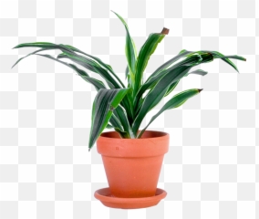 Download Outdoor Potted Plants Png - Potted Plant Plant Transparent Background Png,Jungle Plants Png