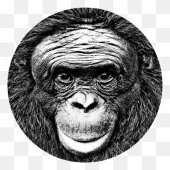 Ape Initiative - Monkey Png,Chimp Png