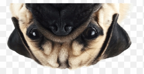 Thug Life Pug Png Image - Pug Png,Pug Png